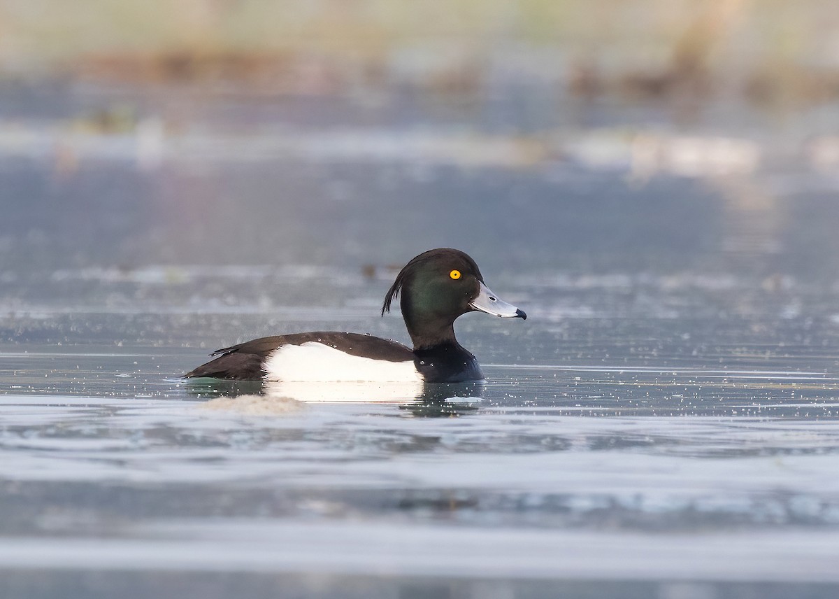 Tufted Duck - ML584037031