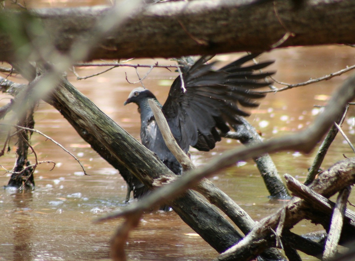 White-crowned Pigeon - ML58403781