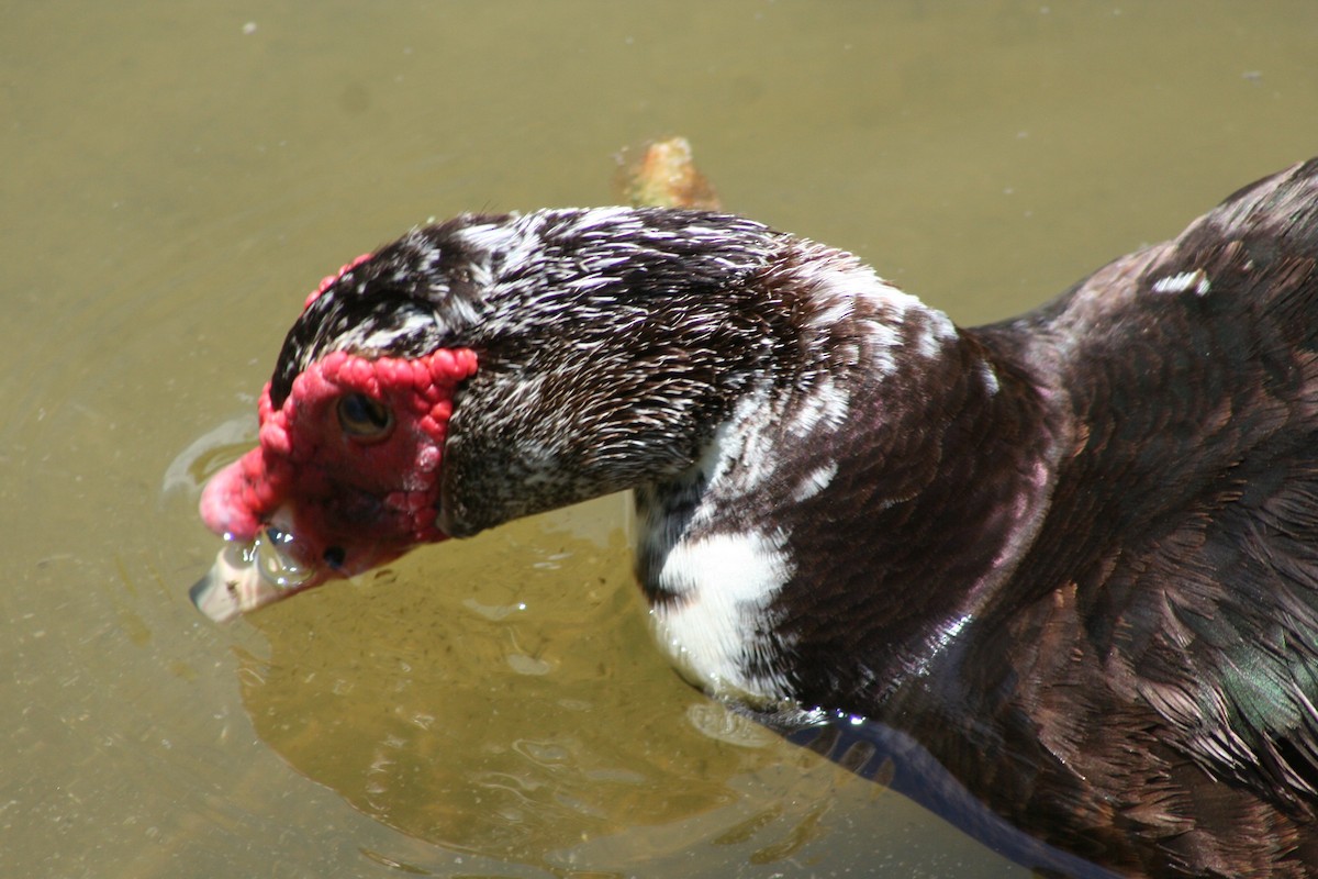Muscovy Duck (Domestic type) - David Simpson