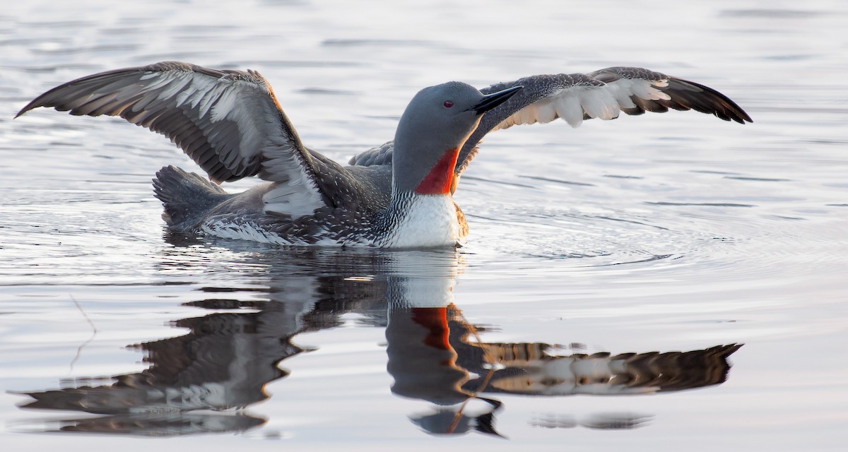 Red-throated Loon - ML584045181