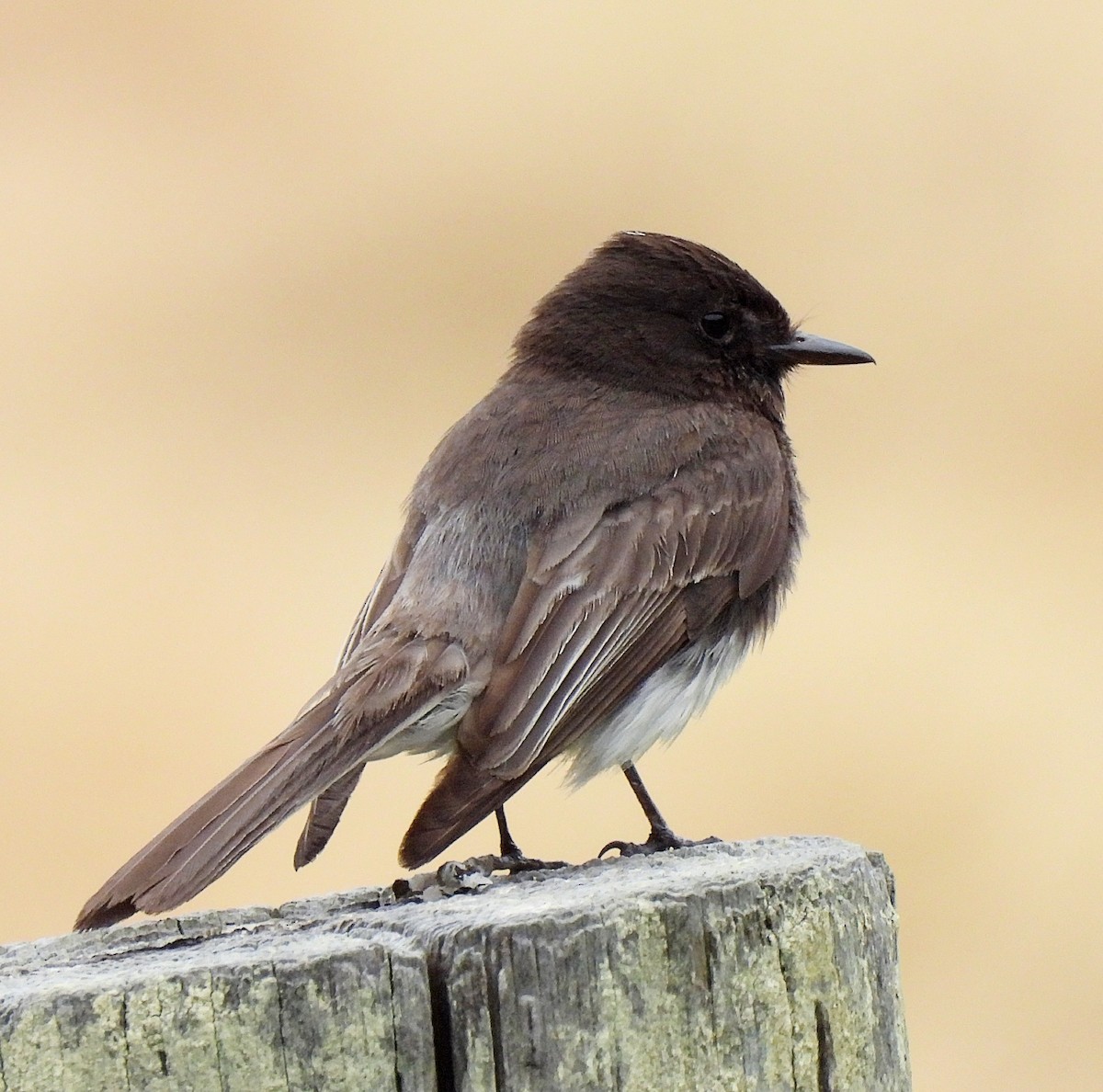 eBird Checklist 12 Jun 2023 Humboldt Bay NWRSalmon Creek Unit