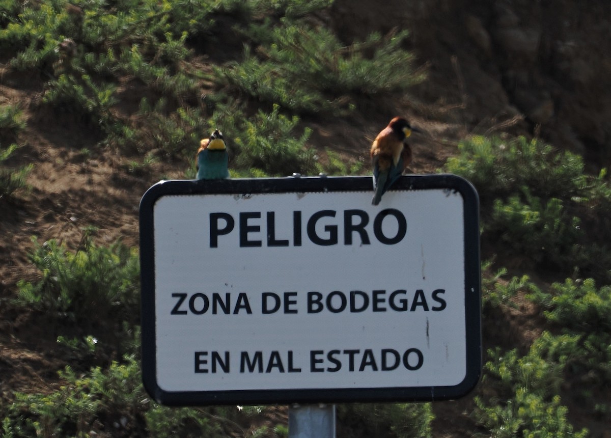 European Bee-eater - ML584050871