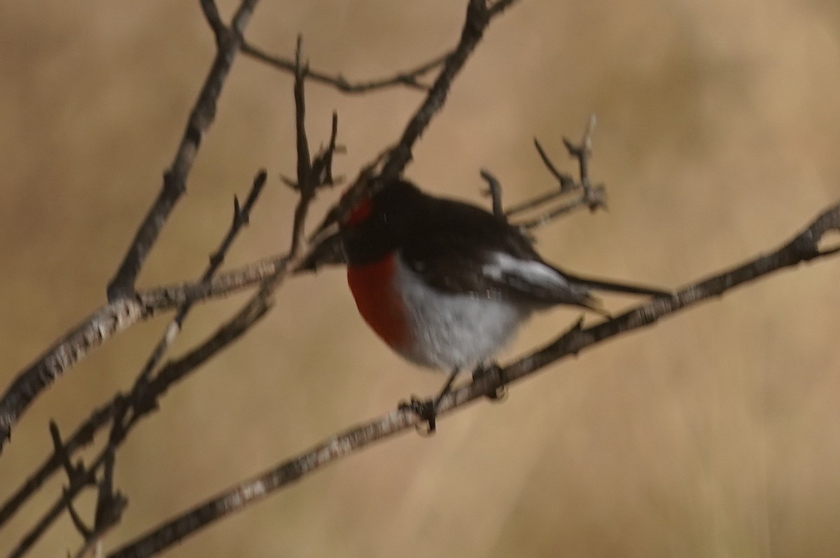 Red-capped Robin - ML584052711