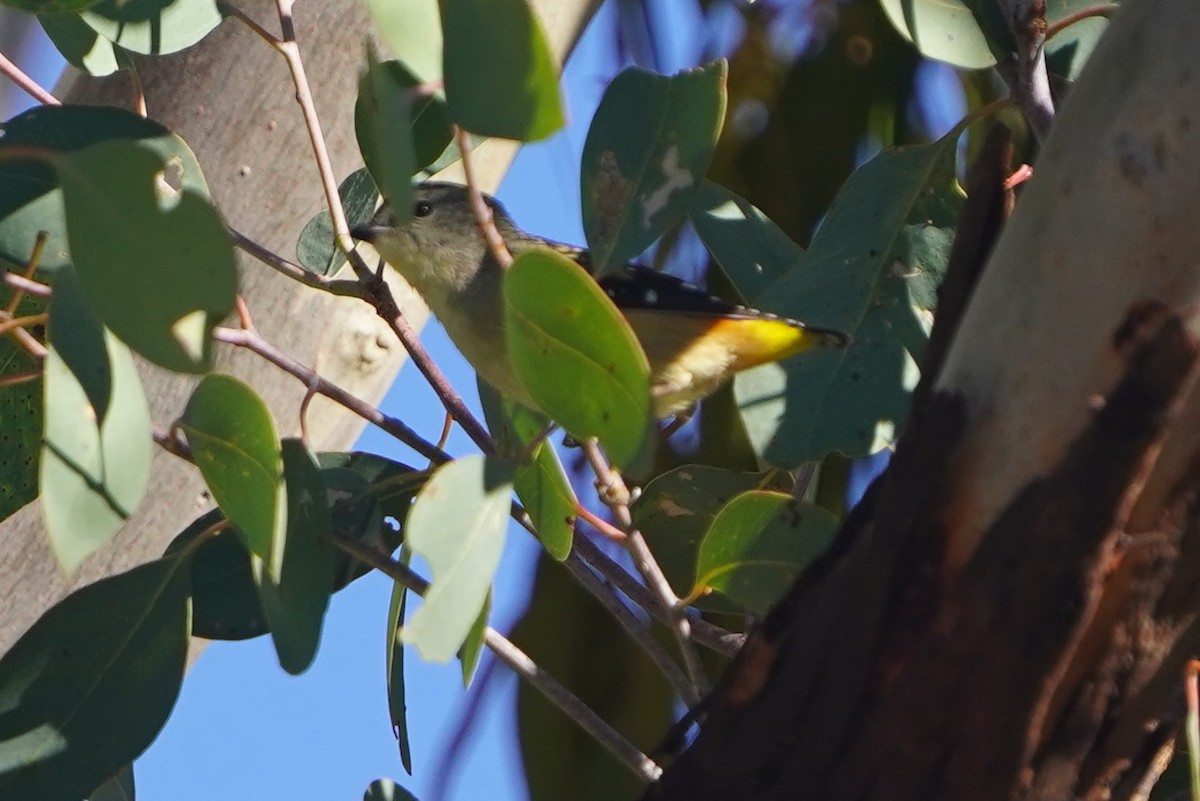 Spotted Pardalote - ML584053381