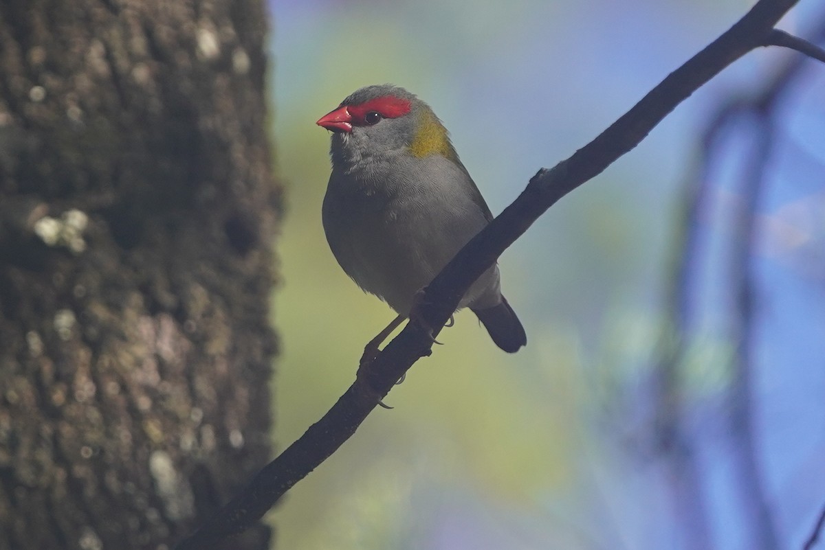 Red-browed Firetail - ML584054071