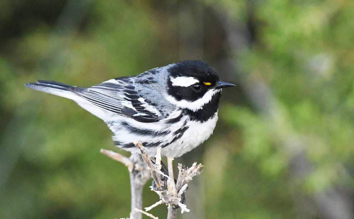 Black-throated Gray Warbler - Colin Maguire