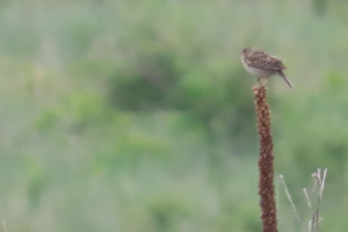 Grasshopper Sparrow - ML584059901
