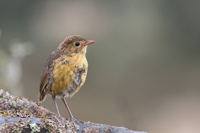 First-year Tawny Antpitta (subspecies&nbsp;<em class="SciName notranslate">quitensis</em>).&nbsp; - Tawny Antpitta - 