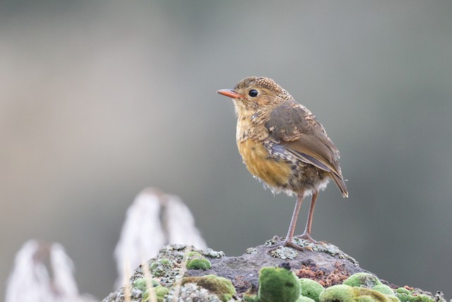 Tawny Antpitta undergoing Preformative Molt (subspecies<em class="SciName notranslate">&nbsp;quitensis</em>).&nbsp; - Tawny Antpitta - 