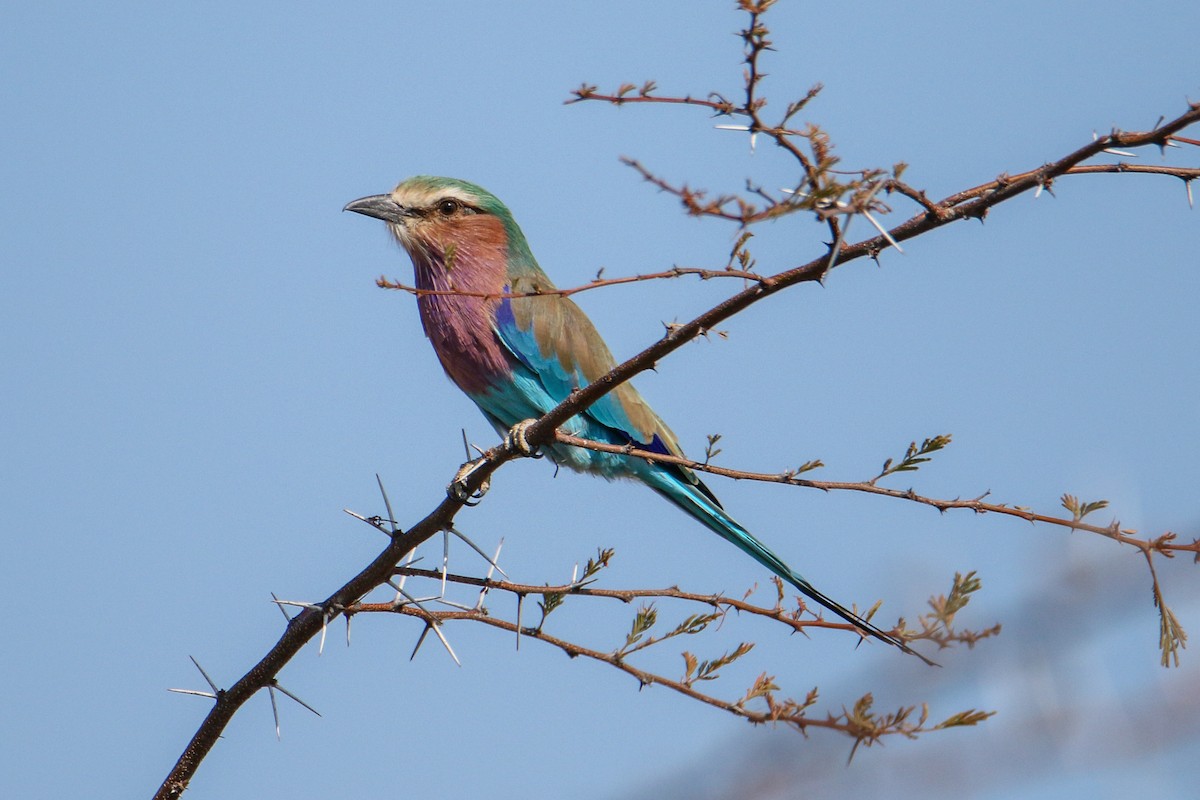 Lilac-breasted Roller - ML584061191