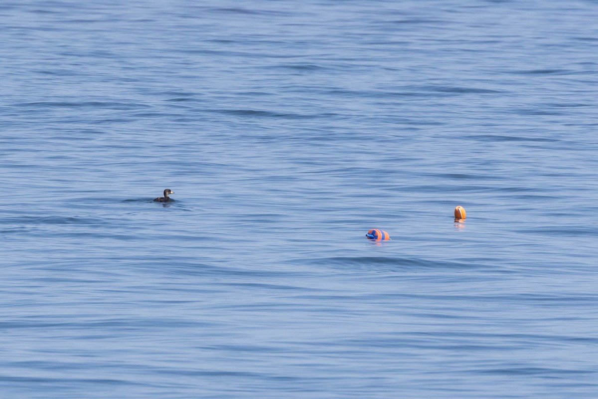 eBird Checklist 1 Jun 2023 Ferry, Bass Harbor Swans Island 10 species