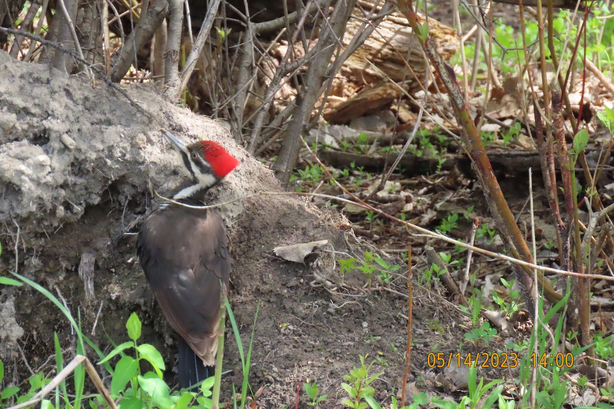 Pileated Woodpecker - ML584062251