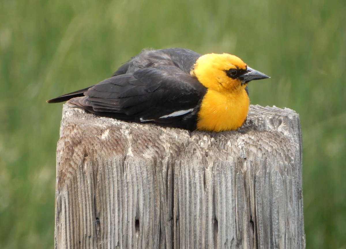 Yellow-headed Blackbird - ML584066541
