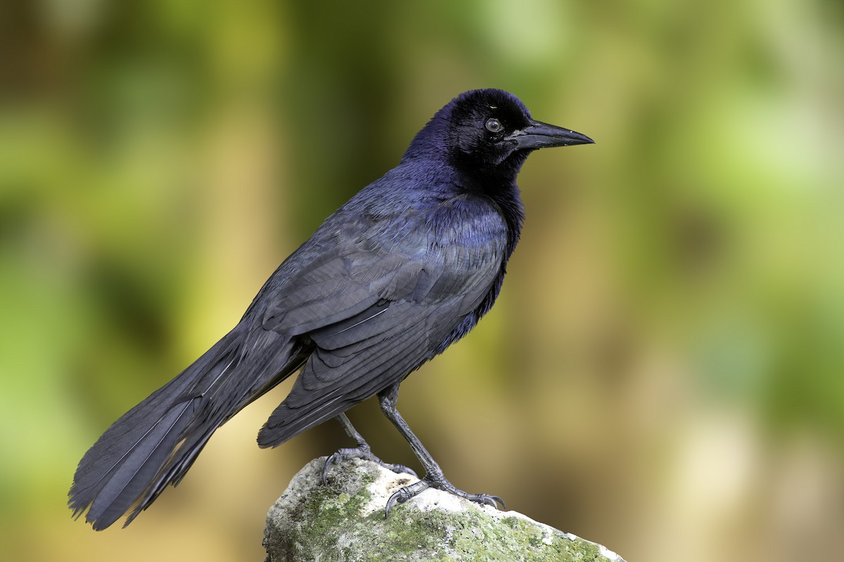 Boat-tailed Grackle - ML584067331