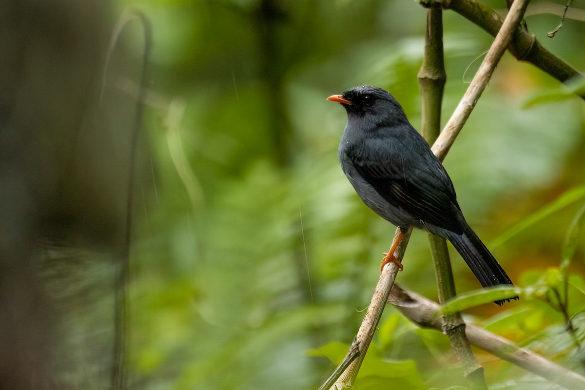 Black-faced Solitaire - ML584070021