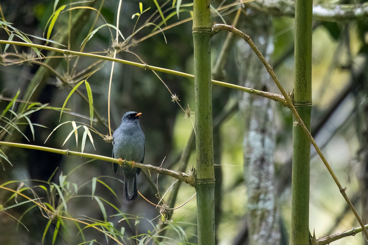 Black-faced Solitaire - ML584070031