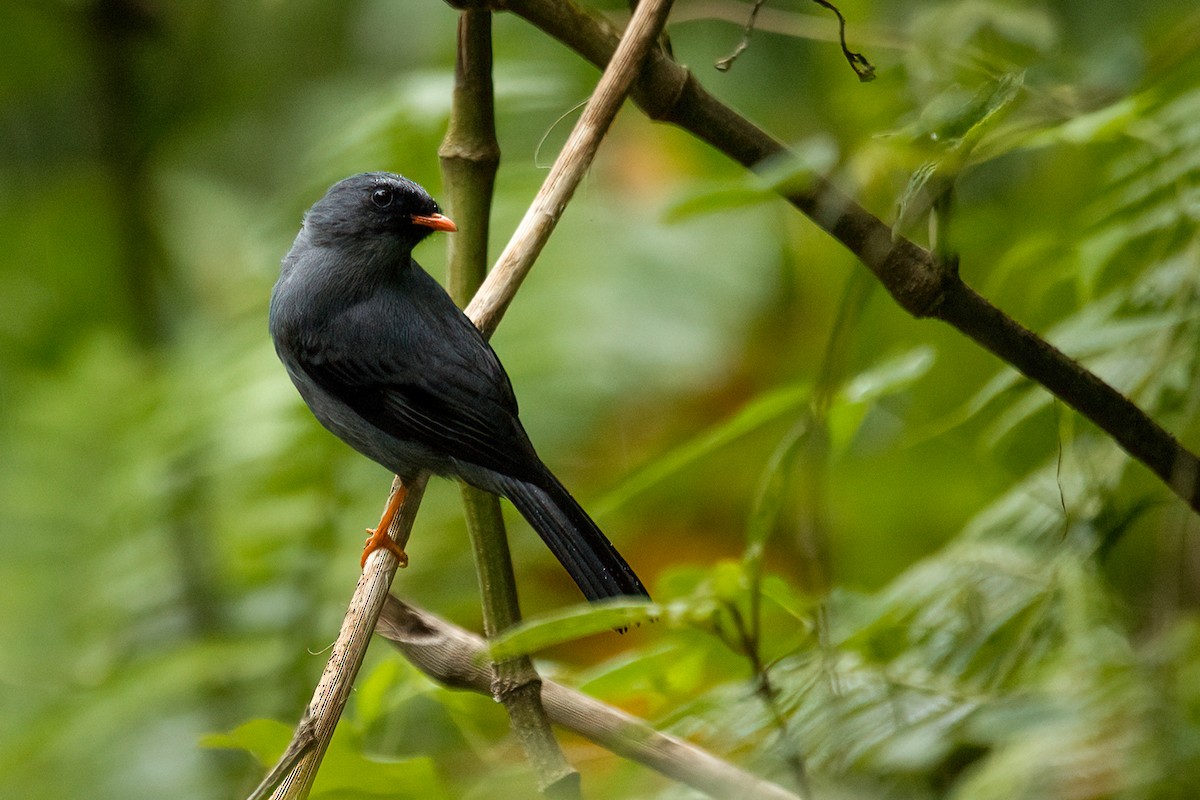 Black-faced Solitaire - ML584070041