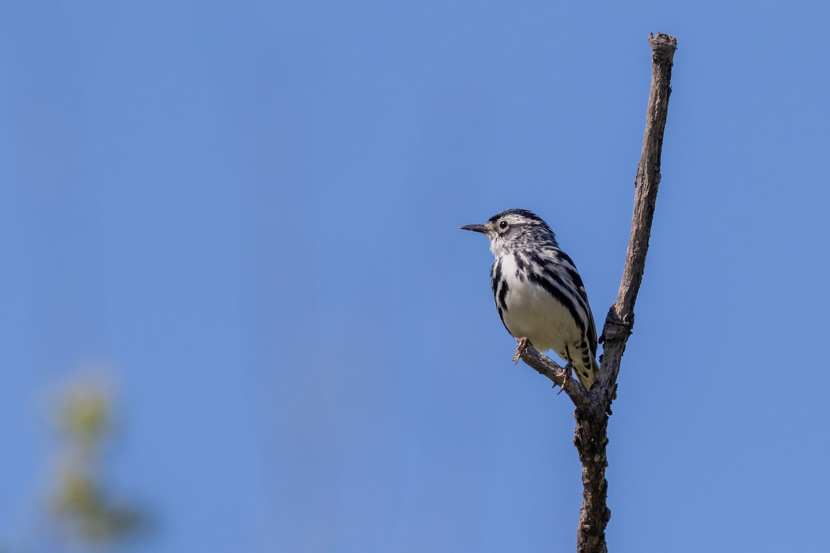 Black-and-white Warbler - ML584070831
