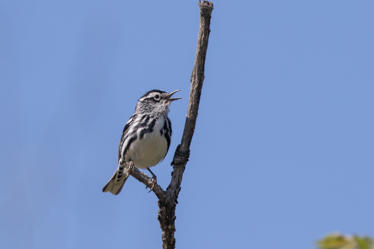 Black-and-white Warbler - ML584070981