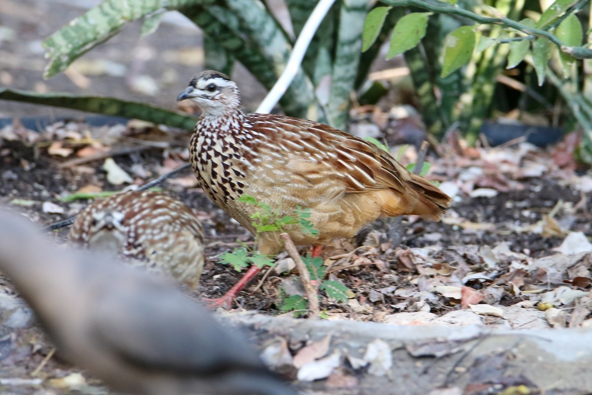 Crested Francolin - Marie Stridh