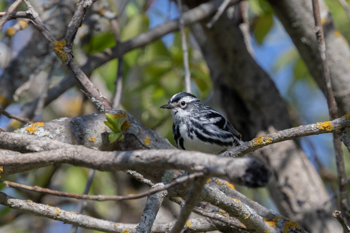 Black-and-white Warbler - ML584071331