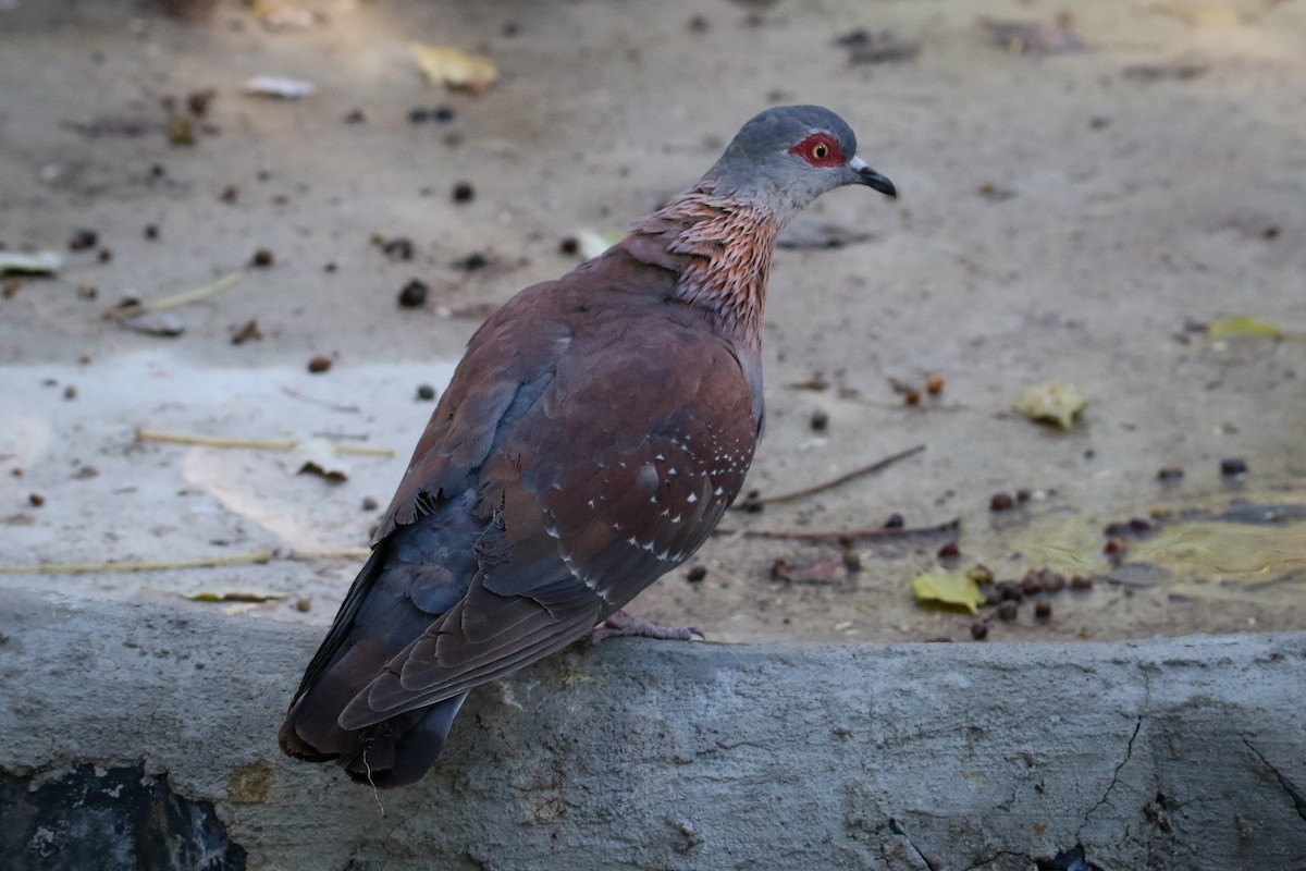 Speckled Pigeon - Marie Stridh