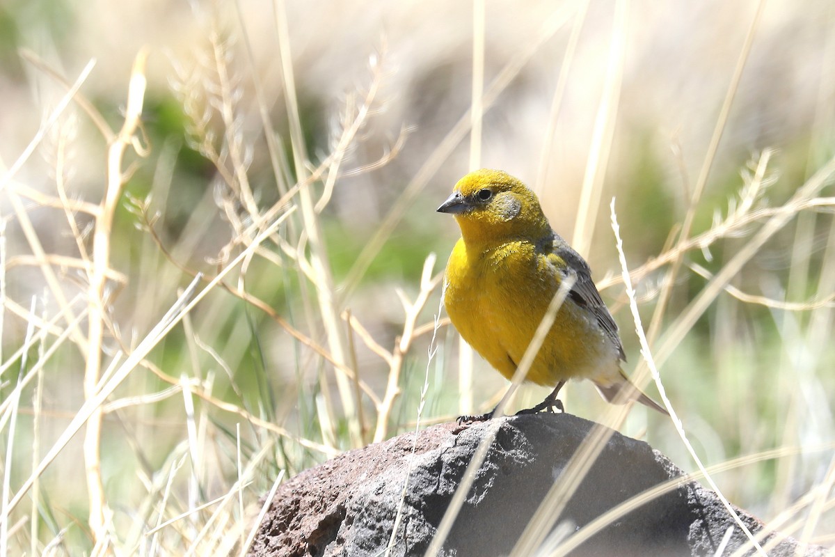 Greater Yellow-Finch - ML584082791