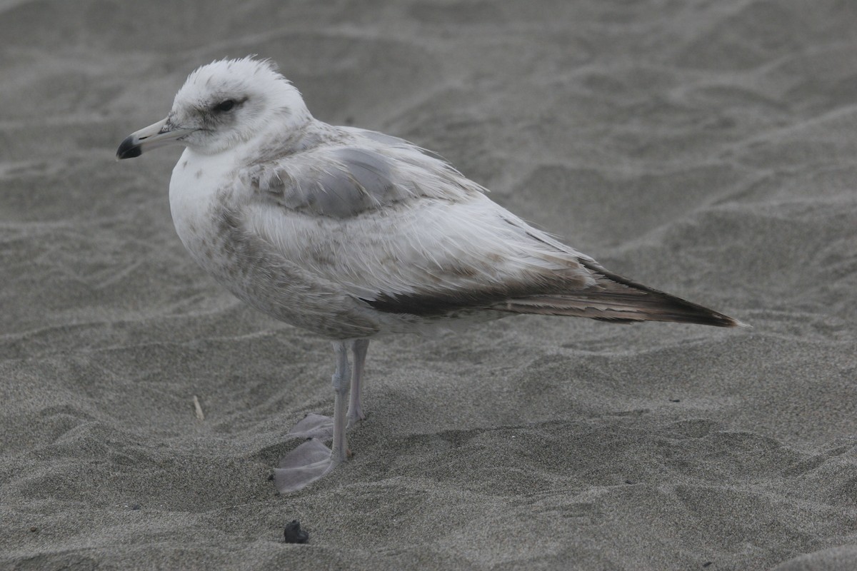 California Gull (albertaensis) - ML584083171
