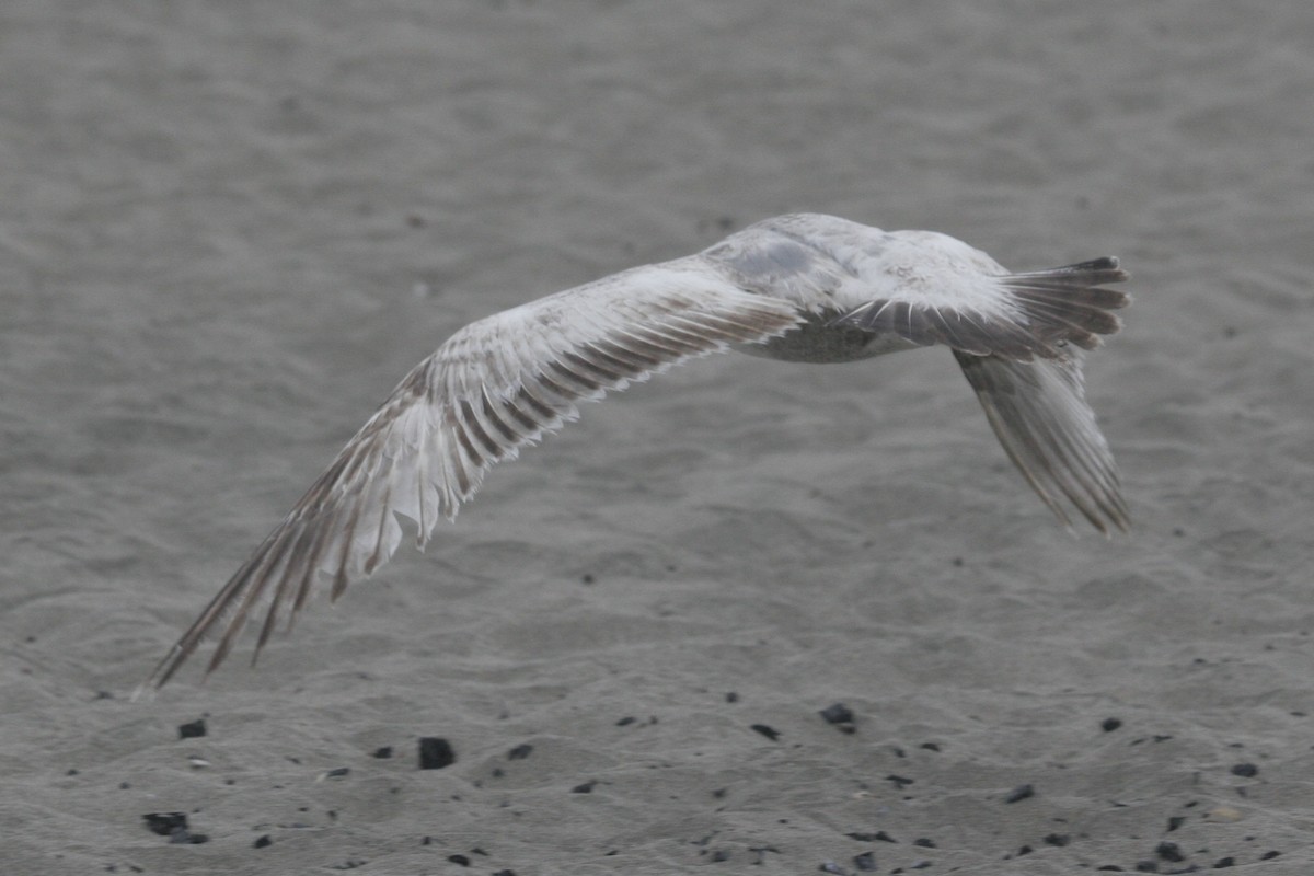 California Gull (albertaensis) - ML584083281