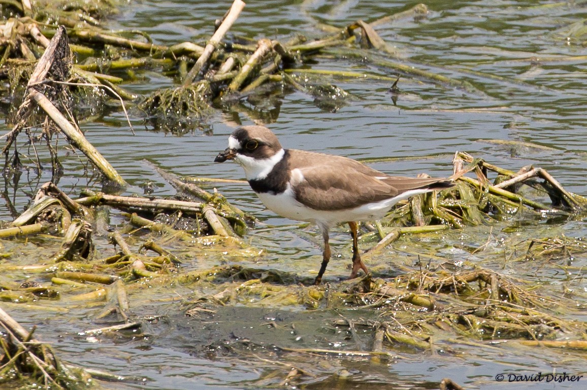 Semipalmated Plover - David Disher