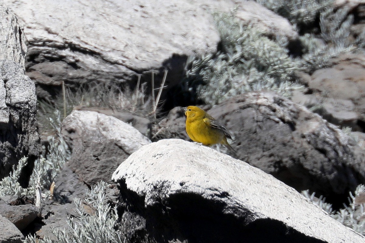 Greater Yellow-Finch - ML584083851