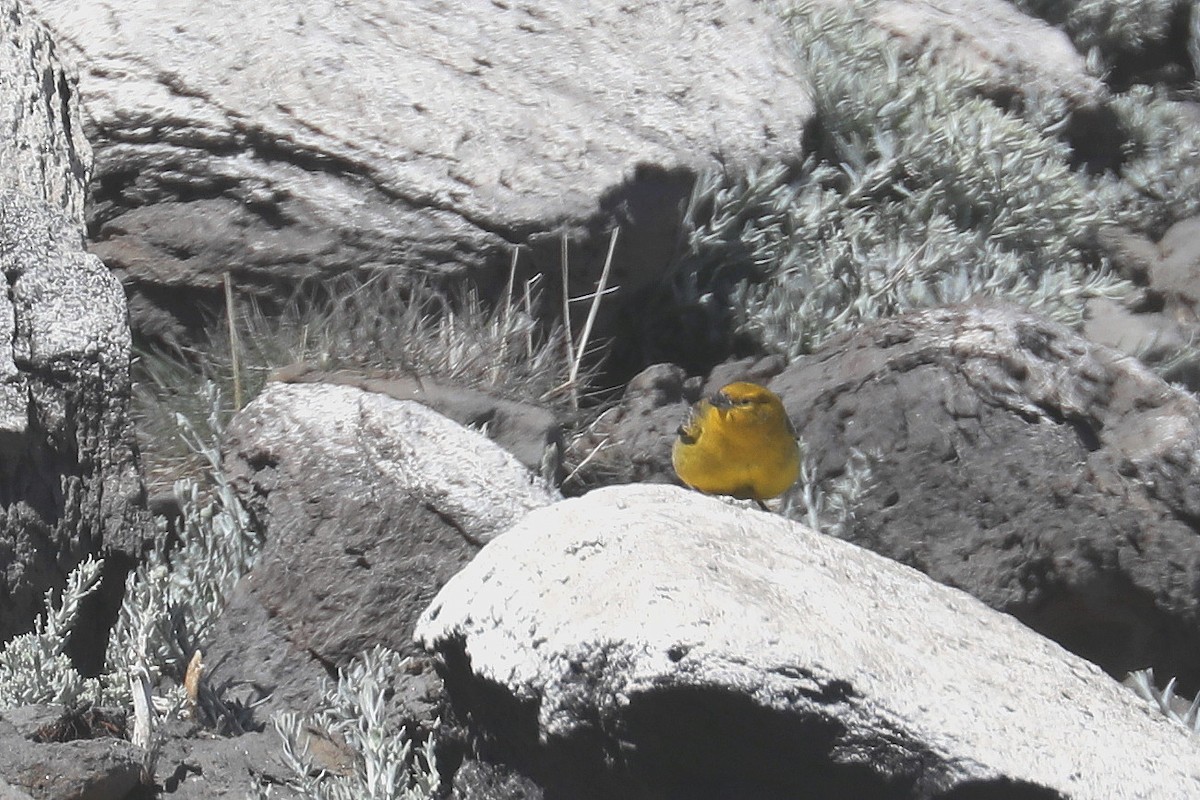 Greater Yellow-Finch - ML584083881