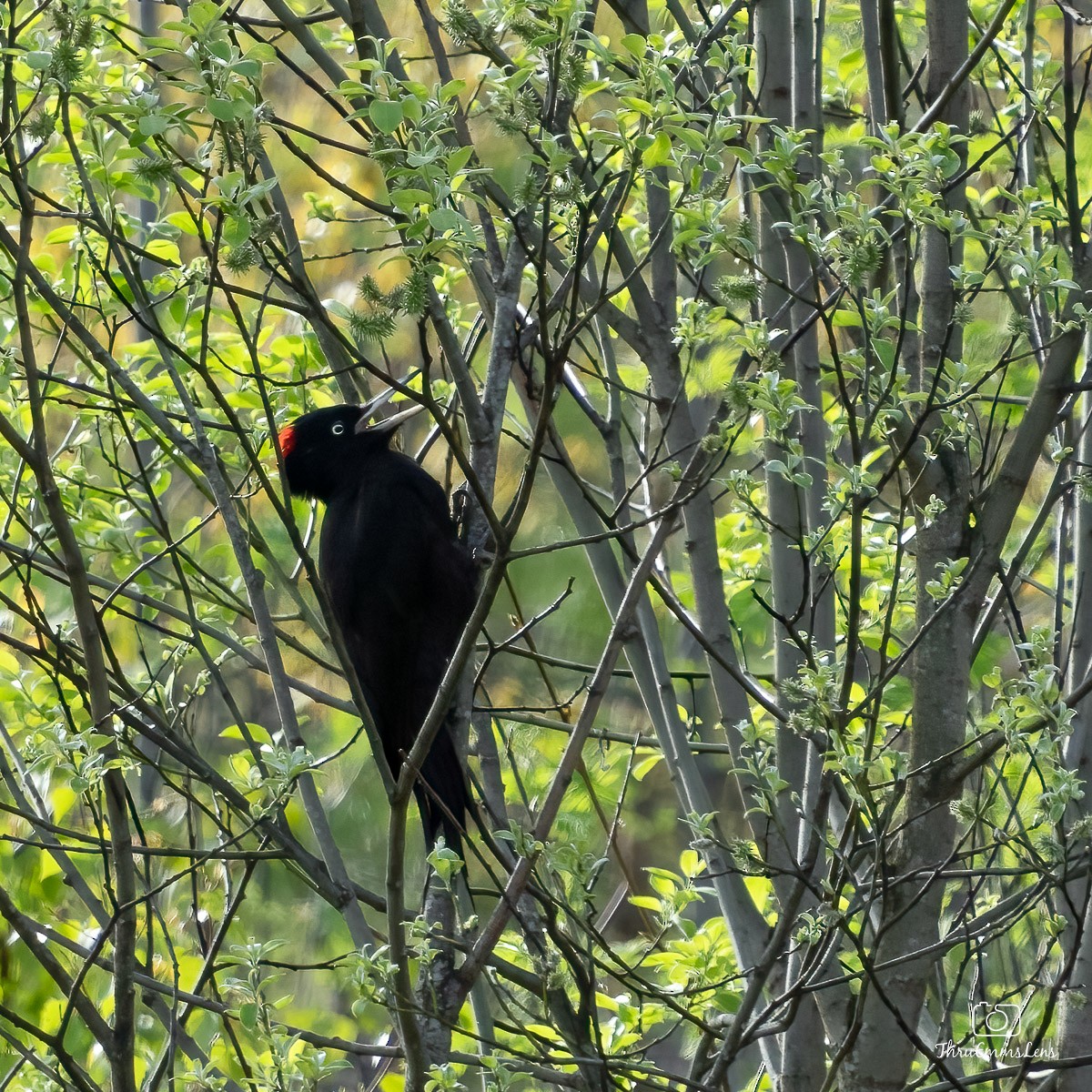 Black Woodpecker - ML584087221