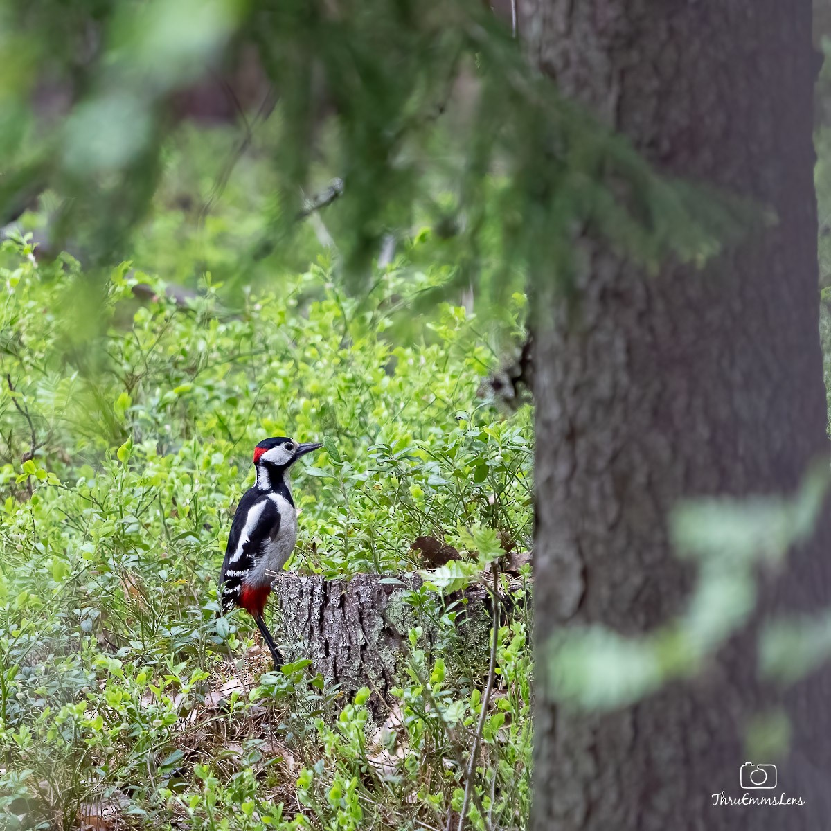 Great Spotted Woodpecker - ML584087691