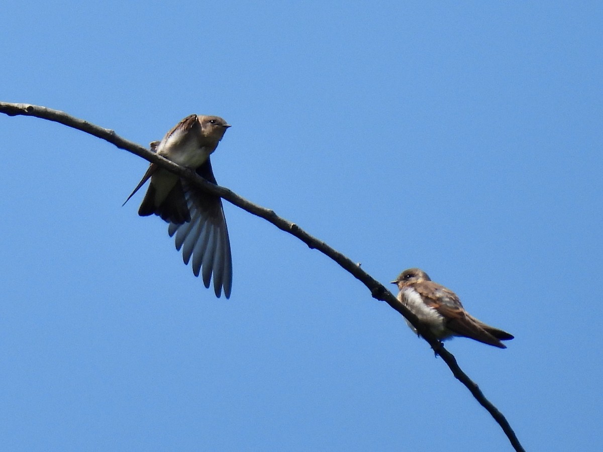 Northern Rough-winged Swallow - ML584090471