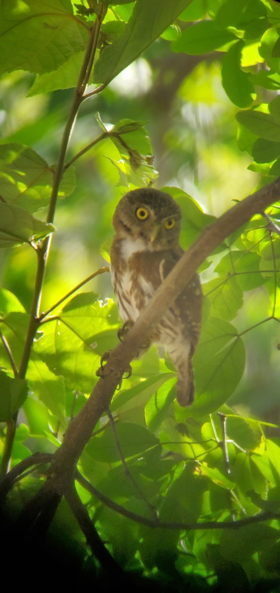 Ferruginous Pygmy-Owl - ML584093301