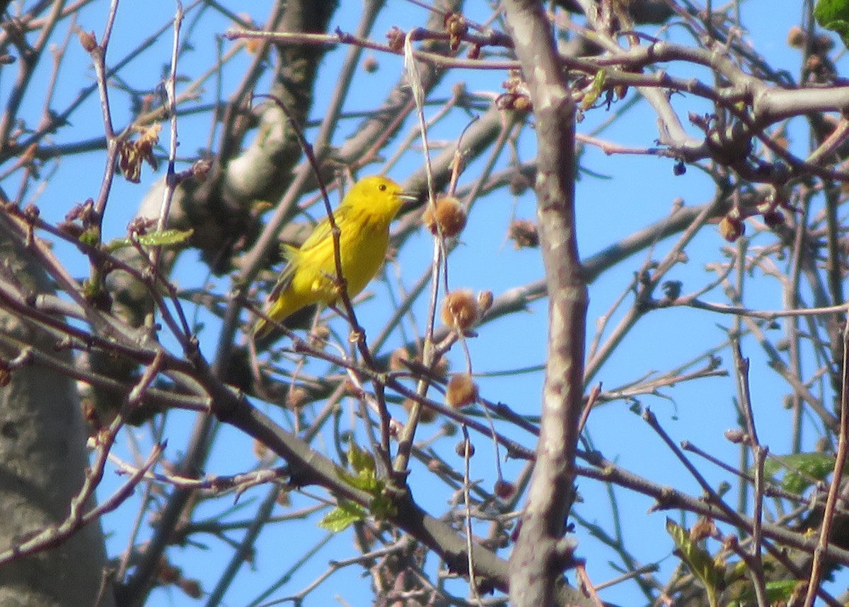Yellow Warbler - ML584106921