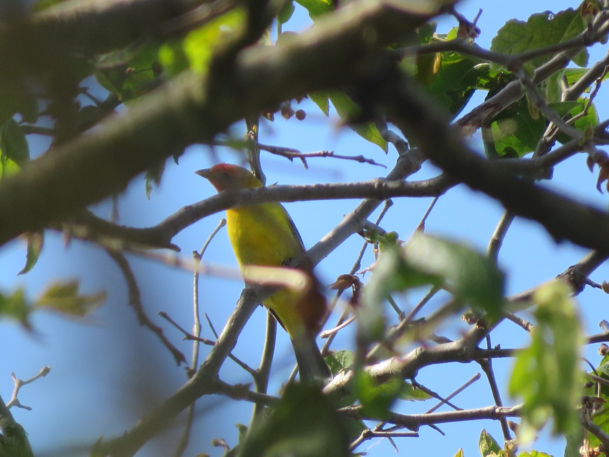 Western Tanager - ML584108181
