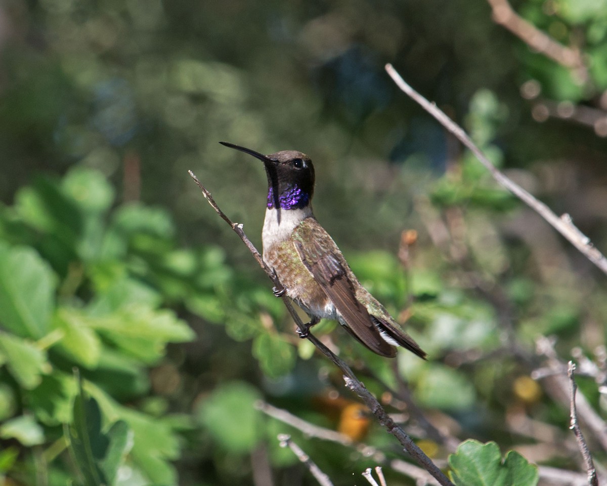 Black-chinned Hummingbird - Russ Wigh