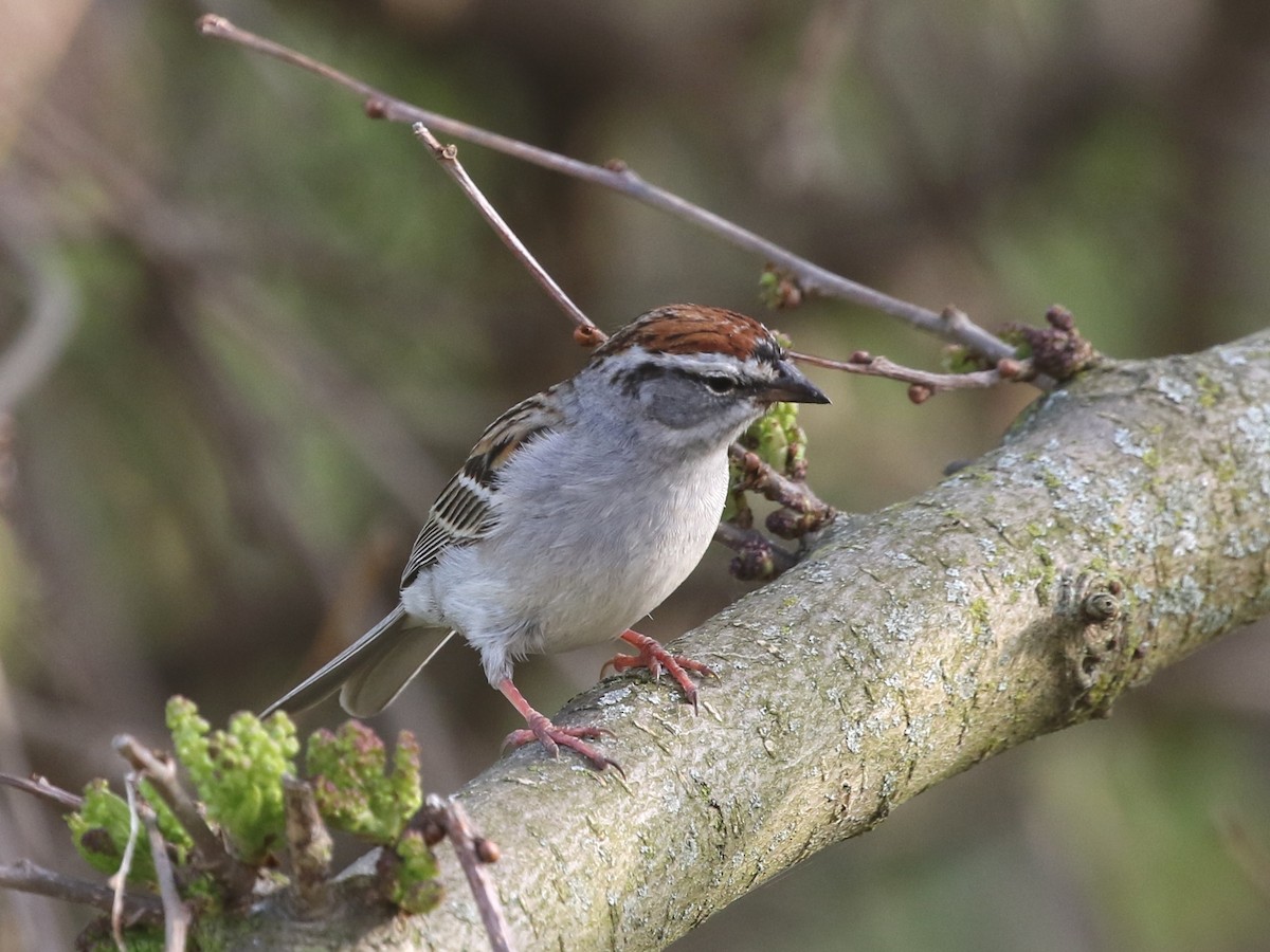 Chipping Sparrow - ML584113771