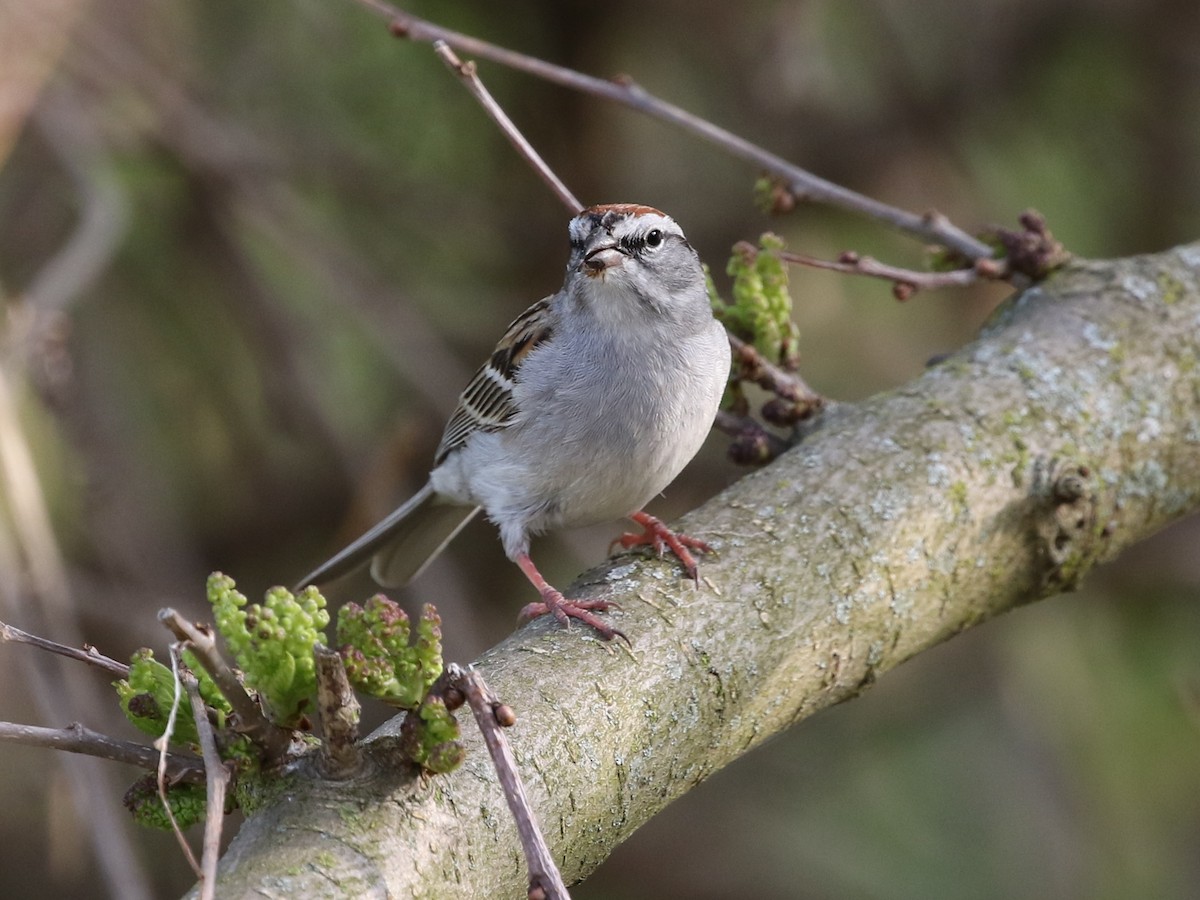 Chipping Sparrow - ML584113781