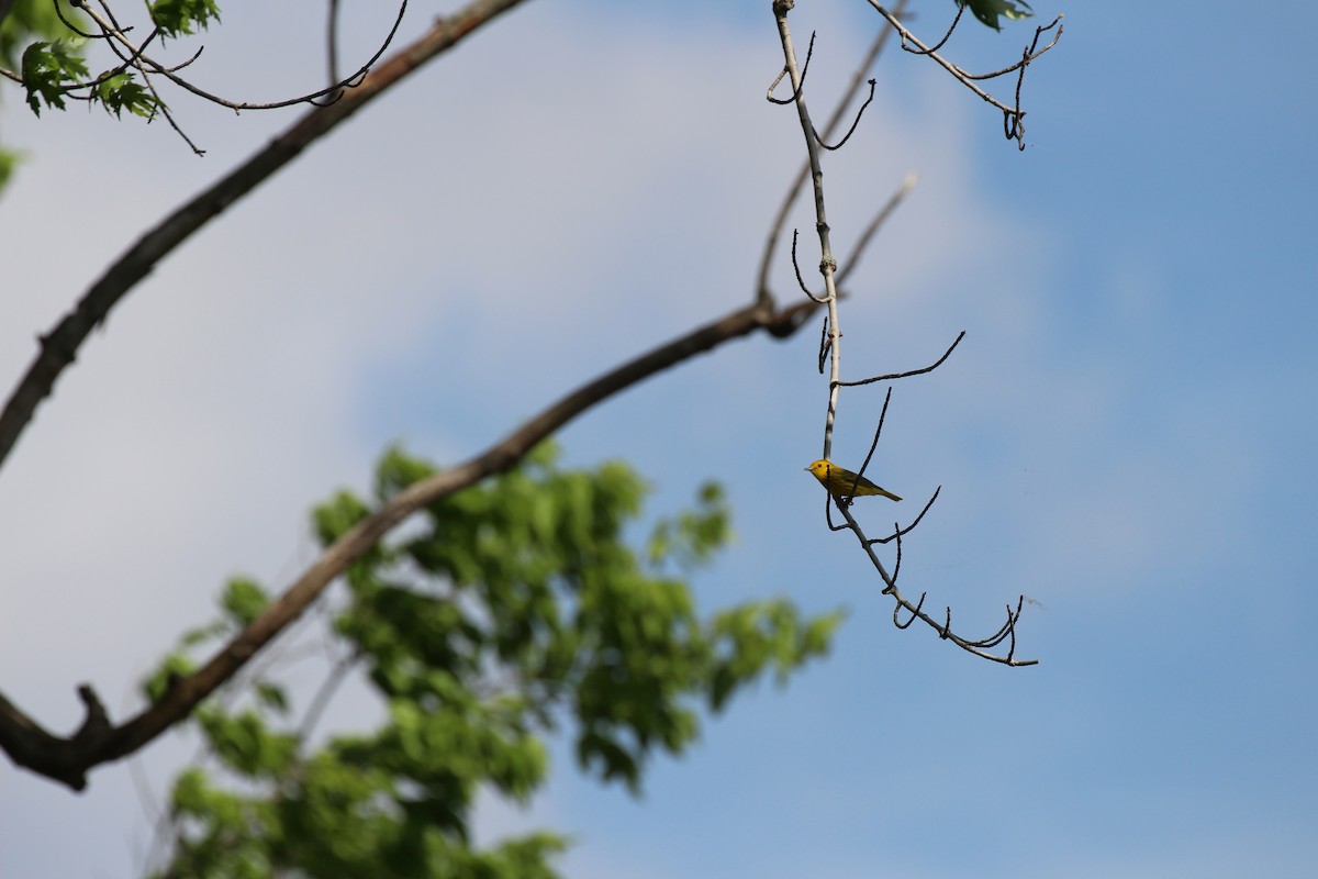 Yellow Warbler - ML58411411
