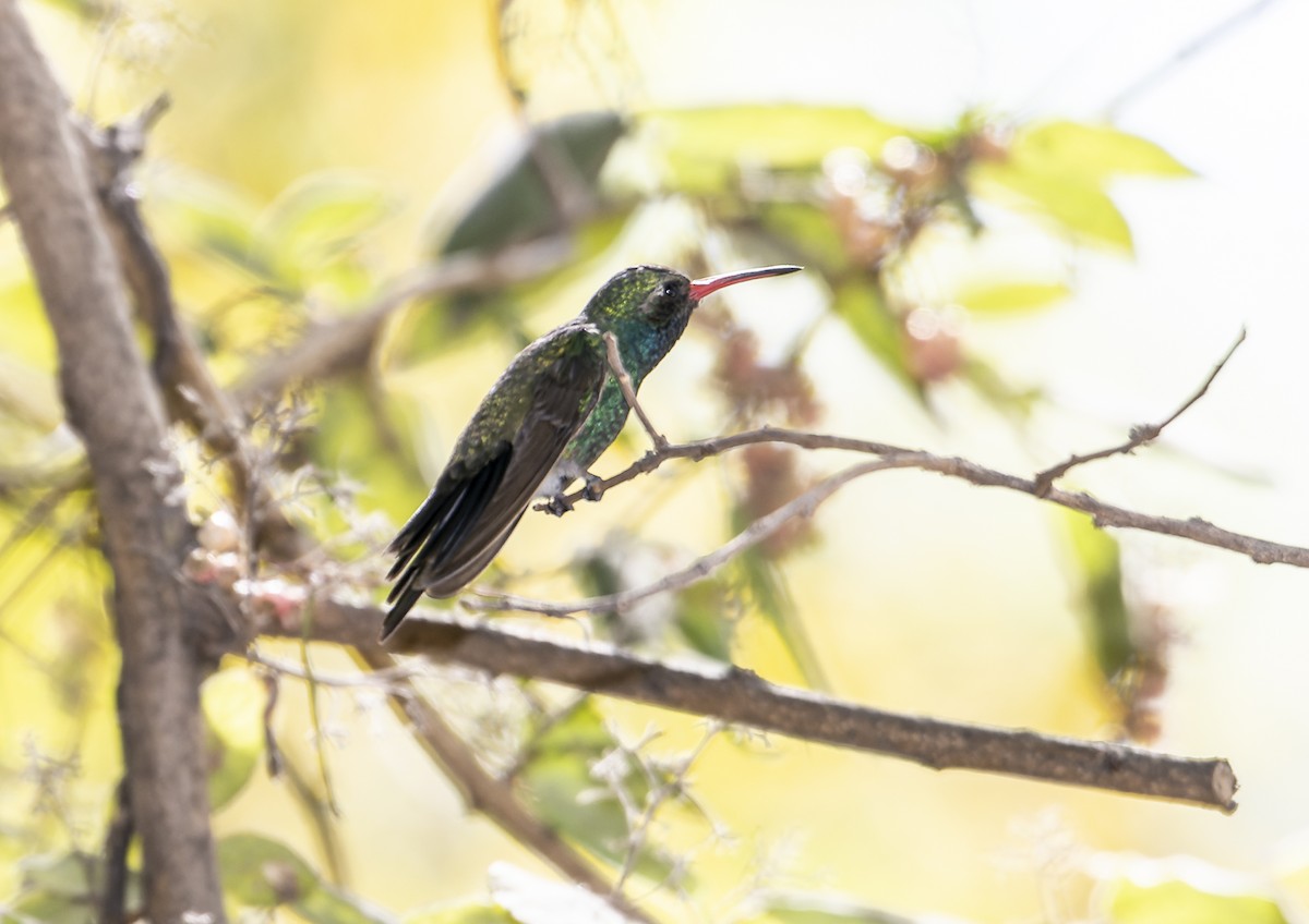 Broad-billed Hummingbird - ML584120511