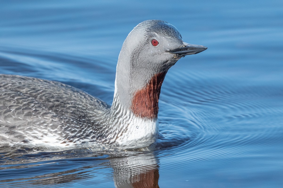 Red-throated Loon - ML584124711