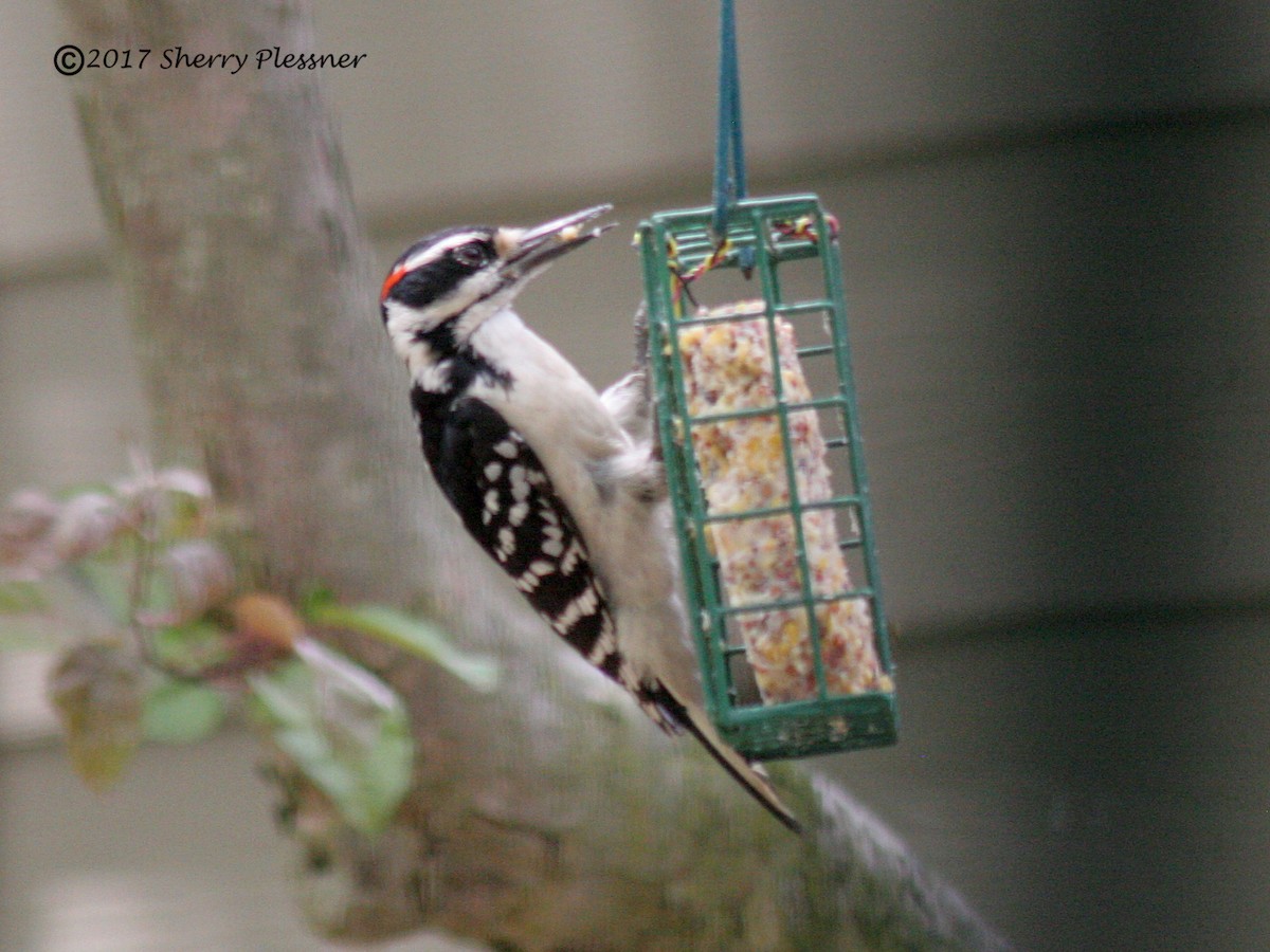 Hairy Woodpecker - ML58412841