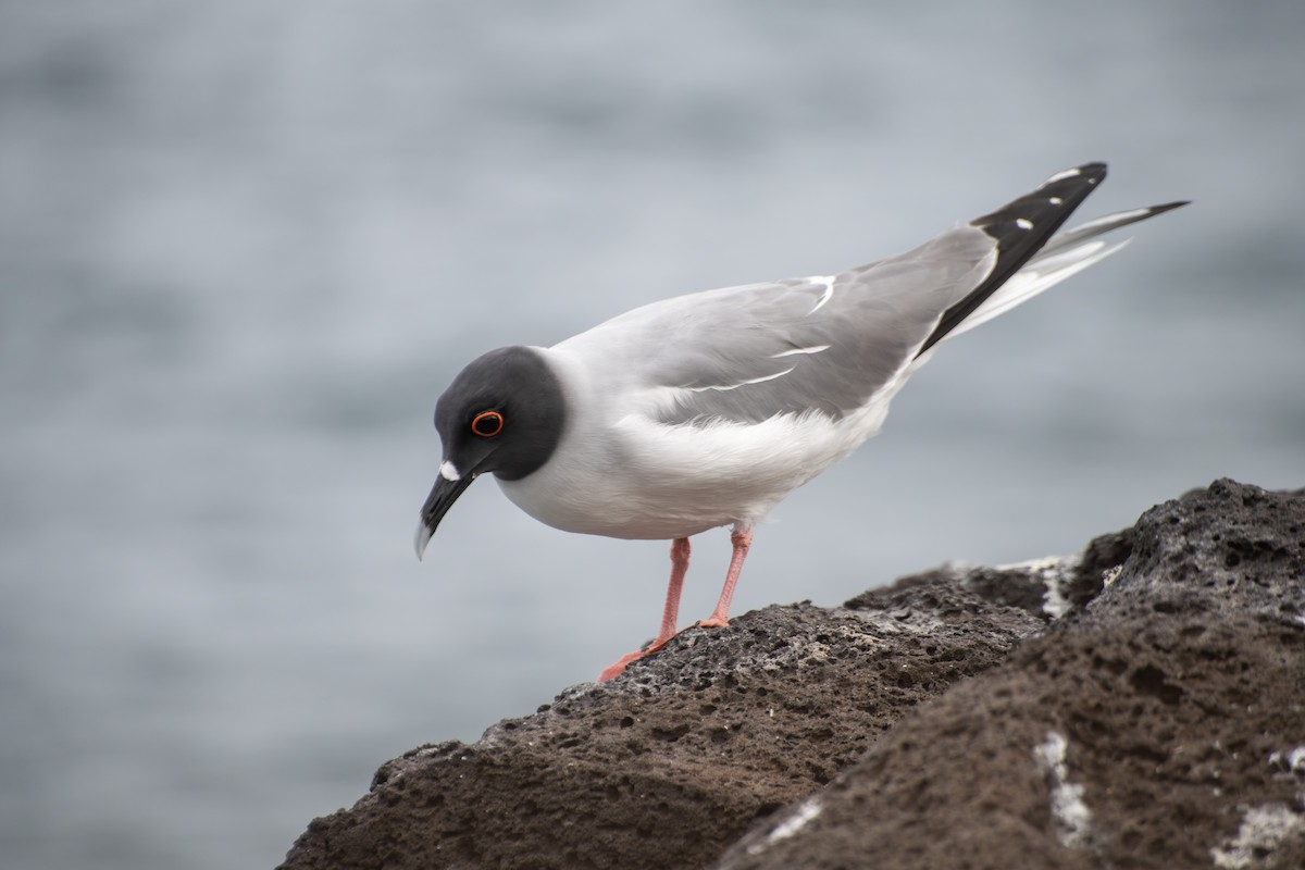 Swallow-tailed Gull - ML584135811