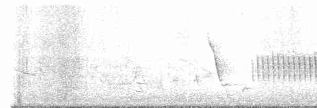 Курочка плямистобока - ML584136081