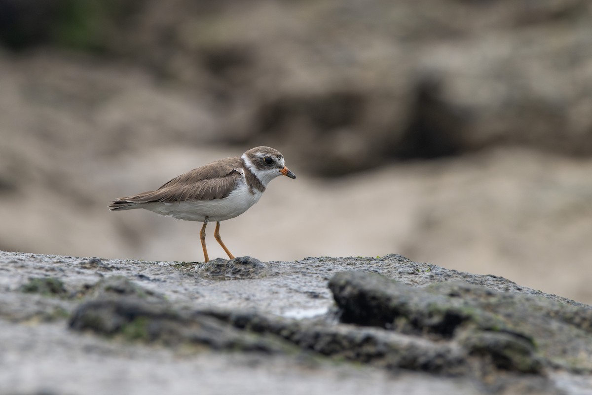 Semipalmated Plover - ML584136191