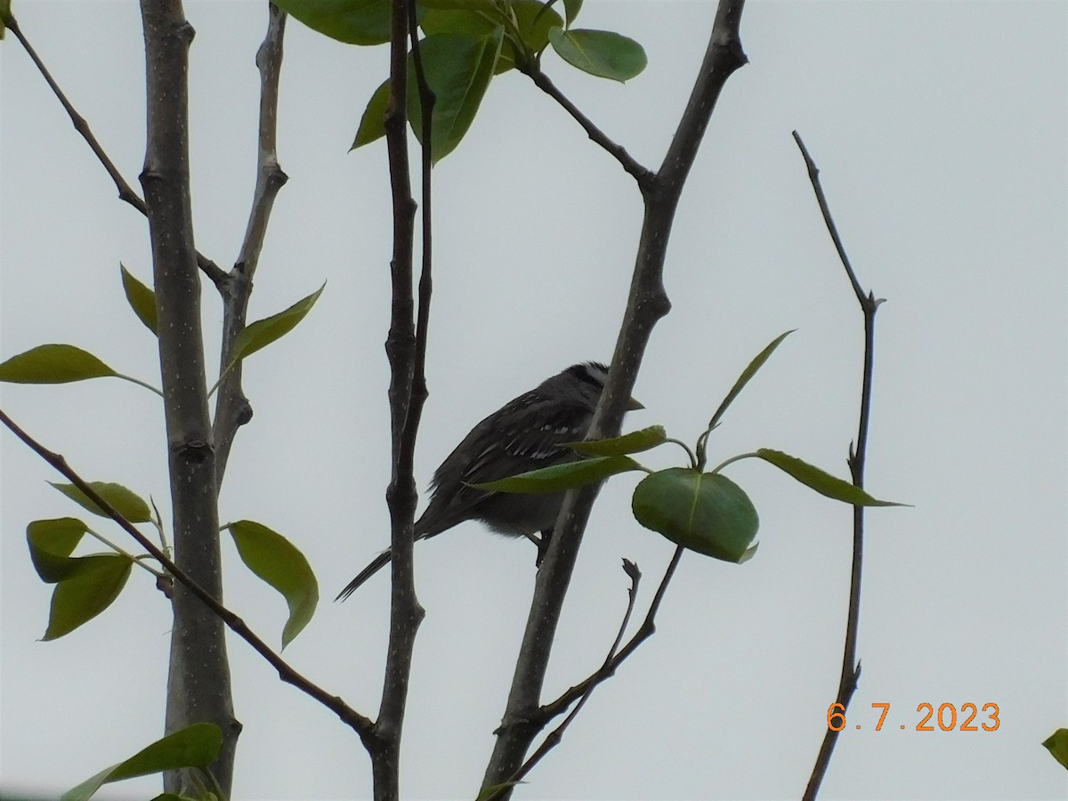 White-crowned Sparrow - ML584141121
