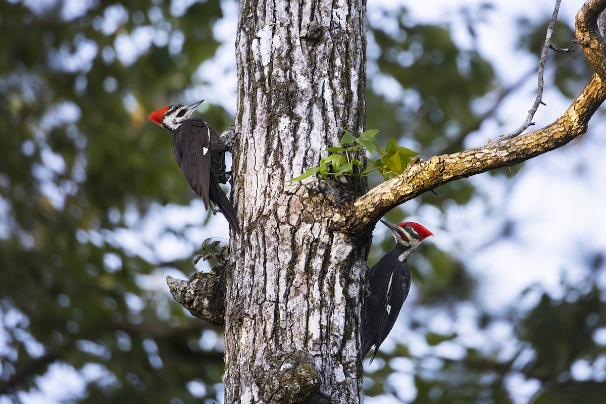 Pileated Woodpecker - ML584141741